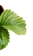 leaf_bottomleft